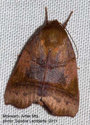 Papua Insects Foundation (Lepidoptera/Nolidae/Chloephorinae(Careini ...
